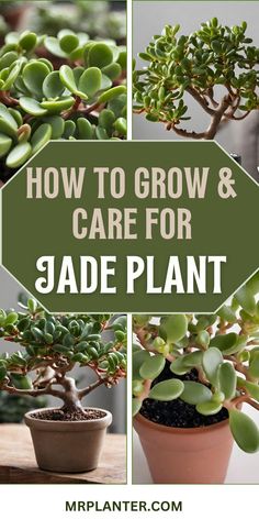 how to grow and care for jade plants in the garden with text overlay that reads, how to grow and care for jade plant