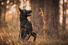 a dog sitting in the middle of a forest with its mouth open and tongue out