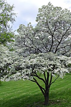 a tree with white flowers is in the grass