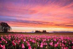 a field full of pink tulips at sunset