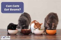 three cats eating out of bowls with the caption can cats eat beans?