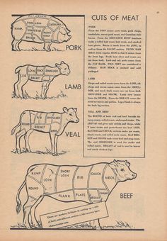 an old recipe book shows cuts of meat for cows and lambs, with instructions on how to cut them