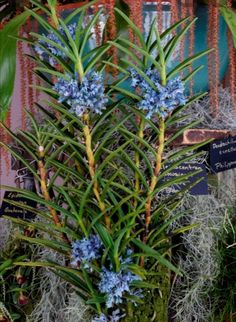 some blue flowers and green plants in a pot