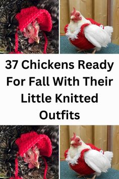 chickens ready for fall with their little knitted outfits