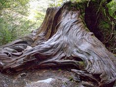 a very large tree stump in the middle of a forest with water running down it