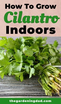 some cilantro plants with the title how to grow clantro indoors