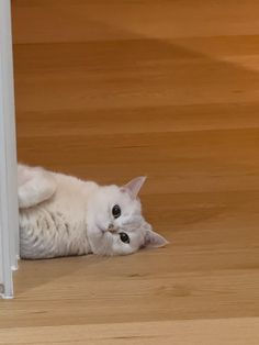 a white cat laying on the floor next to a door