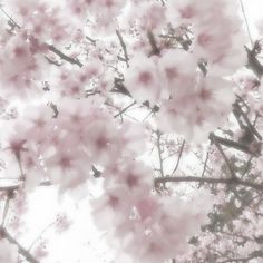 pink flowers are blooming on the branches of trees in front of a white sky