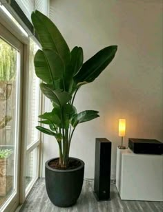 a potted plant sitting on top of a wooden table next to a speaker system