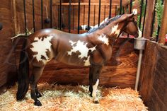 a brown and white horse standing in hay next to a wooden box filled with hay