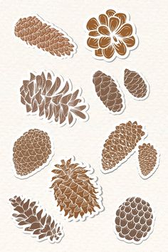 several different types of pine cones and leaves