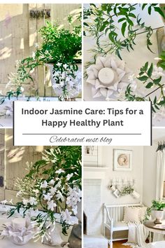 some white flowers and plants in vases on a table with the words indoor jasmine care tips for a happy healthy plant