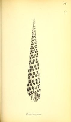 an old book with a drawing of a long neck tie