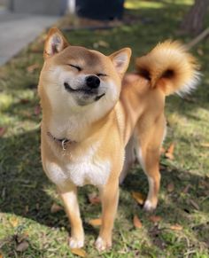 a small dog standing in the grass with its eyes closed and tongue out looking up