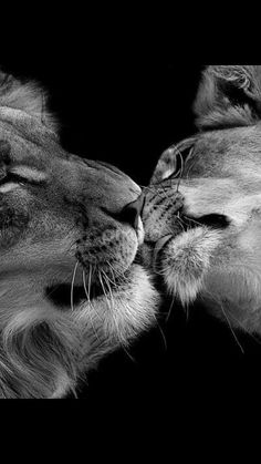 black and white photo of two lions kissing each other's foreheads in the dark