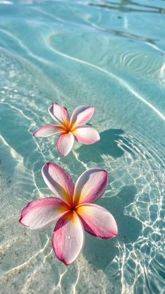 two pink and white flowers floating on top of the water in clear blue ocean waters