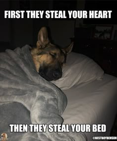 a dog sleeping on top of a bed covered in a blanket with the caption first they steal your heart then they steal your bed