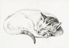 a pencil drawing of a sleeping cat