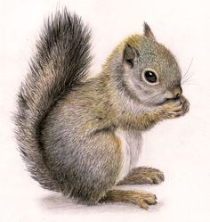 a drawing of a squirrel sitting on its hind legs and looking at the camera with one eye open