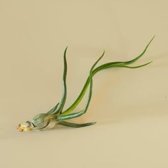 an air plant on a white surface with long green stems sticking out of it's center