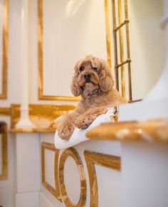 #luxuryexperience • Instagram Pet Friendly