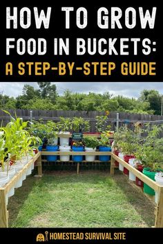 how to grow food in buckets a step - by - step guide