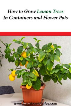 Discover how to grow a lemon tree in containers and flower pots with simple tips. Enjoy fresh, juicy lemons, even in small spaces!
#lemon #lemontree #fruitgarden #orchard