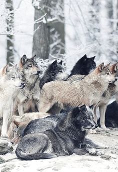 a group of wolfs are sitting in the snow and one is laying on the ground