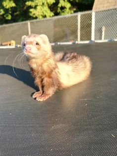 Angora Ferret, Ferret Clothes, Baby Ferrets, Long Cat, Pet Ferret, Cute Small Animals, Cool Anime Backgrounds, Big Animals