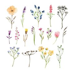 watercolor flowers are shown in different colors and sizes, including pinks, yellows,