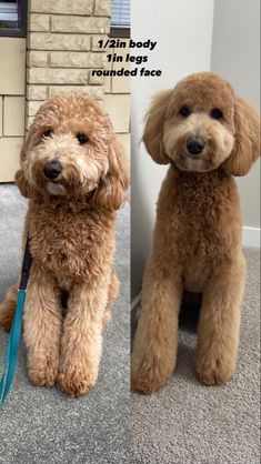 two dogs sitting next to each other in front of a brick wall, one is brown and the other is tan