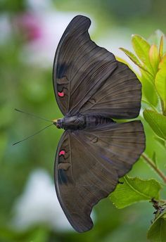 a black butterfly sitting on top of a green leaf