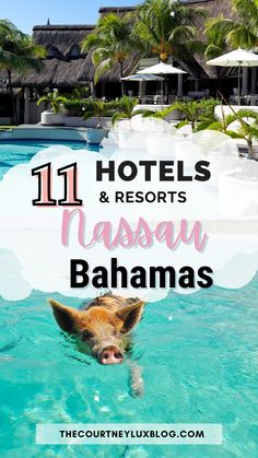 a pig swimming in the water with text overlaying it that reads 11 hotels and resort