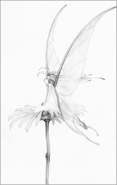 a pencil drawing of a flower with wings