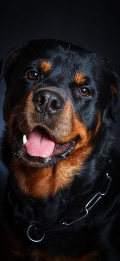 a black and brown dog with its tongue out