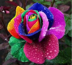 a multicolored rose with water droplets on it