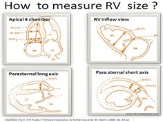 four diagrams showing how to measure the size of an animal's heart and lungs