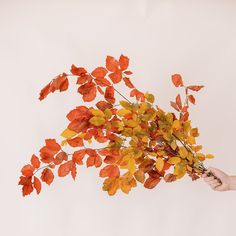 a person holding up a bunch of leaves in front of a white wall with an orange and yellow color scheme