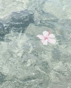 a pink flower floating on top of water