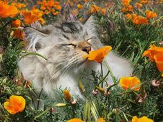 a cat that is laying down in some flowers