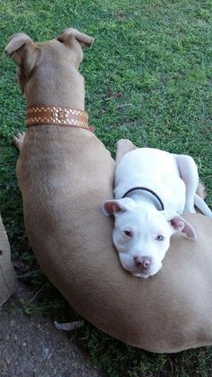 a white dog laying on top of a brown dog