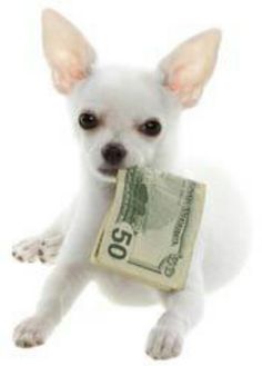 a small white dog holding a money bill in it's mouth