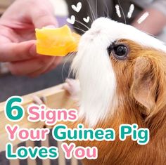 a guinea pig eating a piece of cheese with the caption 6 signs your guinea pig loves you