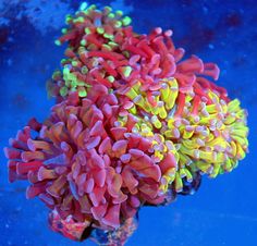 an underwater view of corals and algae on the bottom of a blue seabed