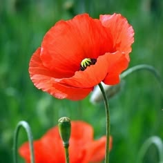 a red flower with a bee on it