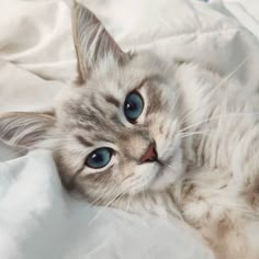 a cat with blue eyes laying on a white sheet