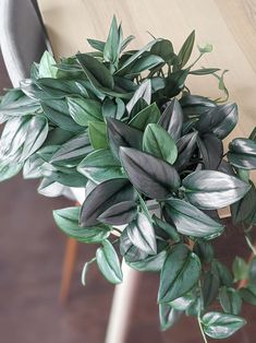 a green plant sitting on top of a wooden table next to a gray and white chair