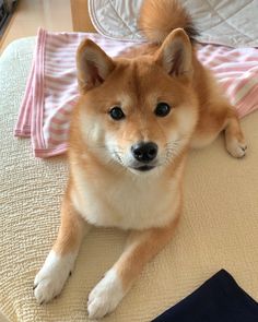 a brown and white dog laying on top of a bed next to a pink blanket