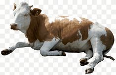 a brown and white cow laying down on the ground