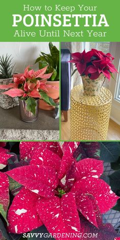 poinsettia plants in vases with text overlay that reads how to keep your poinsettia alive until next year